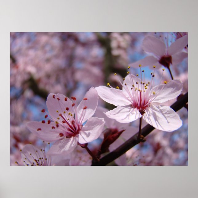KONTORET KONST Vårträd Blommar Naturkonst Poster (Framsidan)