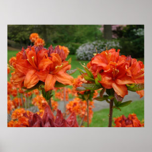 KONTORET KONSTTRYCK AZALEOR 25 Orange Azalea Trädg Poster