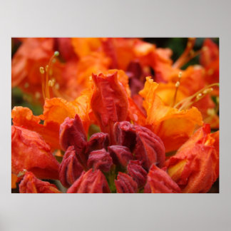 Kontorskonst Azalea Blommor 9 Företagskonst Blommo Poster