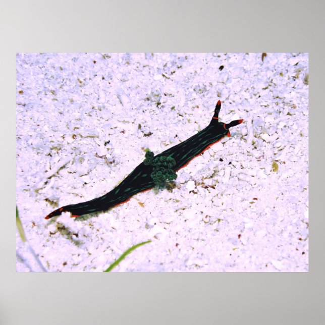 Kontraktering av nudigren poster (Framsidan)