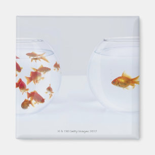 Kontrast av många guldfisk i fishbowl och magnet