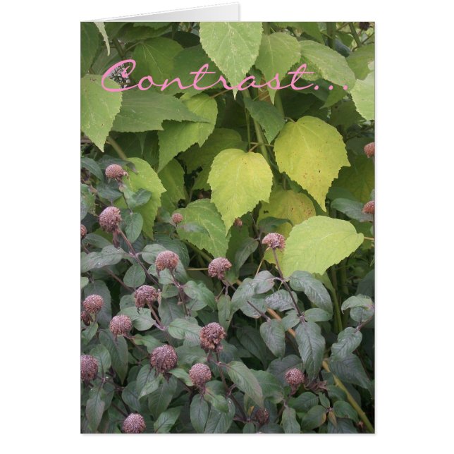 Kontrast OBS Kort (Framsidan)