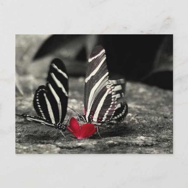 kontrast vykort (Framsida)