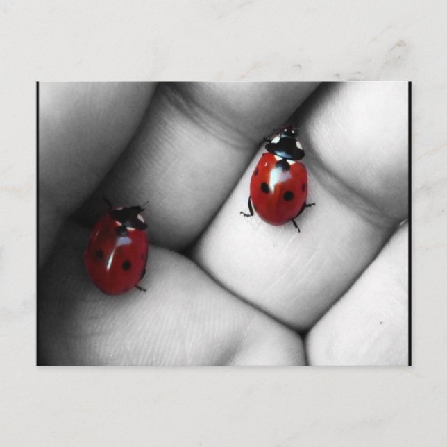 kontrastlieveheersbeestje vykort (Framsida)