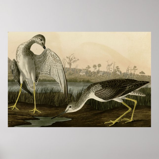 Kontrollampa Godwit Poster (Framsidan)