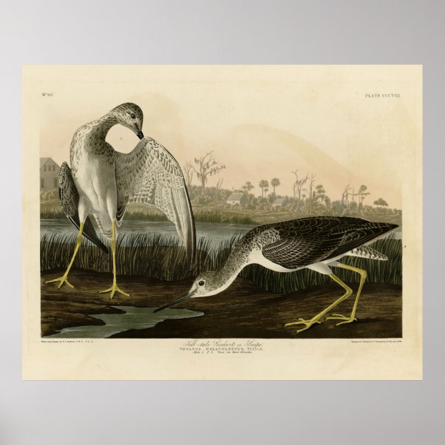 Kontrollampa Godwit, Snipe - Audubon Birds of Amer Poster (Framsidan)