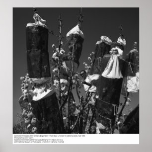 Kontrollerad pollinering, Pear Orchard, UCD, 1966 Poster