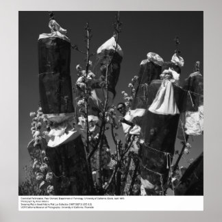 Kontrollerad pollinering, Pear Orchard, UCD, 1966 Poster