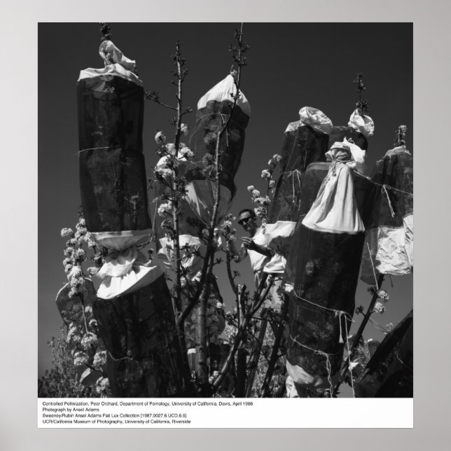 Kontrollerad pollinering, Pear Orchard, UCD, 1966 Poster (Framsidan)