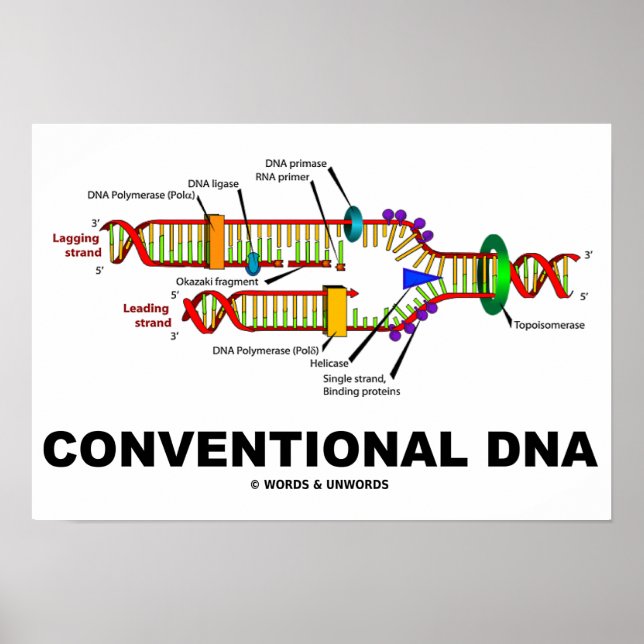 Konventionell DNA-molekylär biologi Humor Poster (Framsidan)