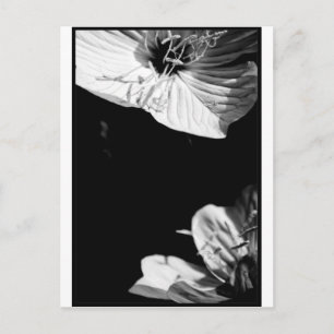 Konversation Black and White Floral Photography P Vykort