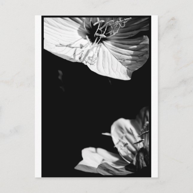 Konversation Black and White Floral Photography P Vykort (Framsida)