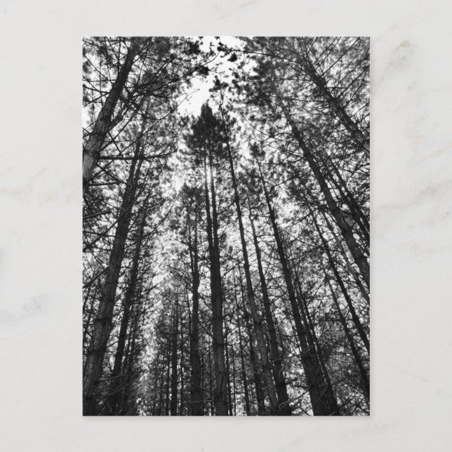 Konverterande Träd Vykort (Framsida)