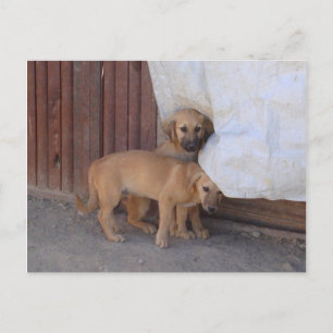 Koochee Valps Postcard Vykort