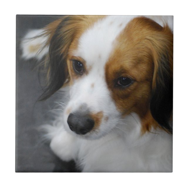 kooikerhondje-2.jpg kakelplatta (Framsidan)