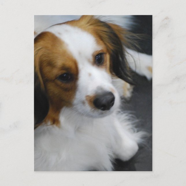 Kooikerhondje Hund Postcard Vykort (Framsida)