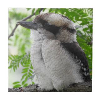 Kookaburra belägger med tegel kakelplatta