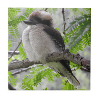 Kookaburra belägger med tegel kakelplatta