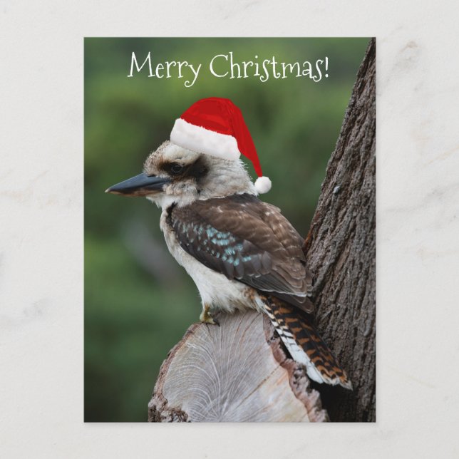 Kookaburra Bird Animal Red Santa Hat jul Vykort (Framsida)