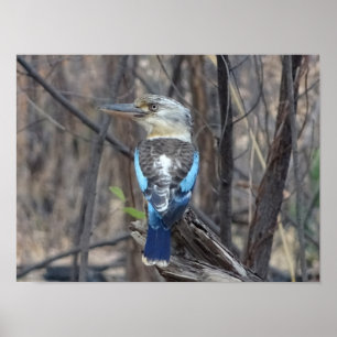 Kookaburra Bird Poster