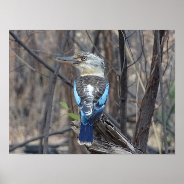 Kookaburra Bird Poster (Framsidan)