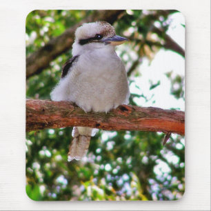Kookaburra Bird vid träd gren Mousepad Musmatta