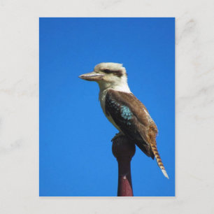 kookaburra BLÅ Vykort