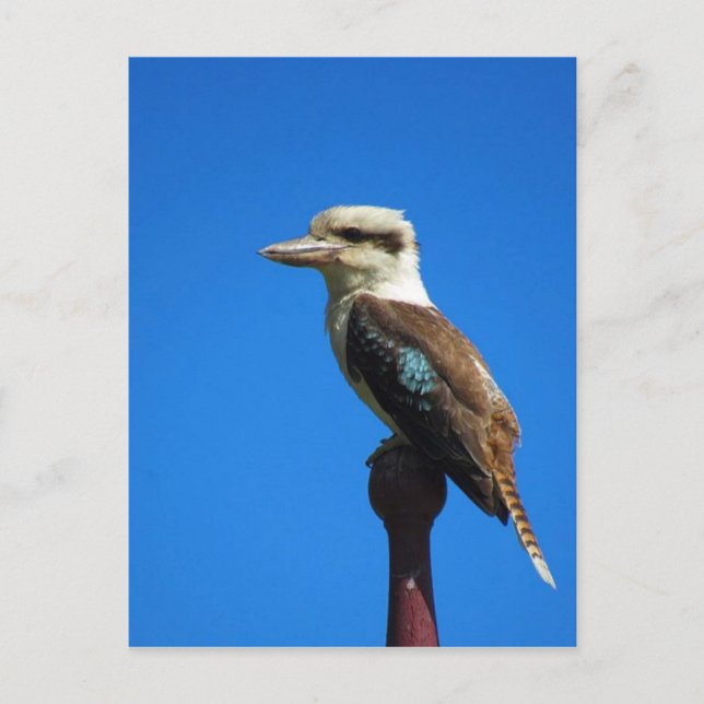 kookaburra BLÅ Vykort (Framsida)