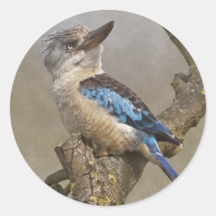 Kookaburra-dekal Runt Klistermärke