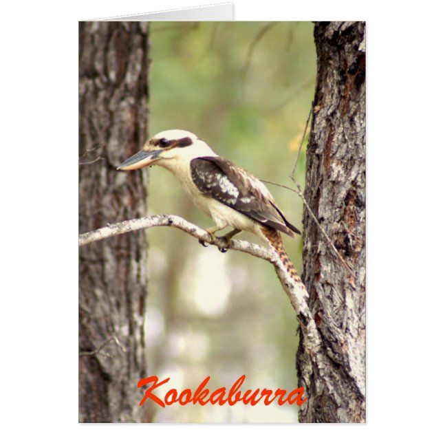 Kookaburra Hälsningskort (Framsidan)