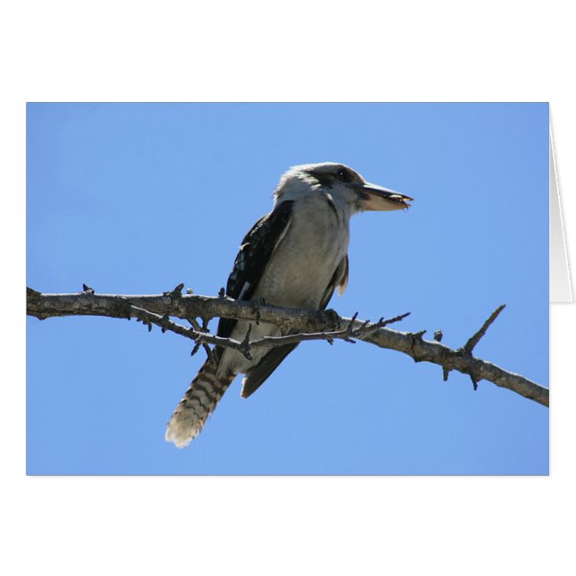 Kookaburra Hälsningskort (Framsidan Horizontal)