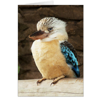 Kookaburra Hälsningskort