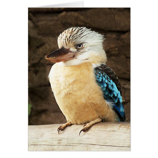Kookaburra Hälsningskort (Framsidan)
