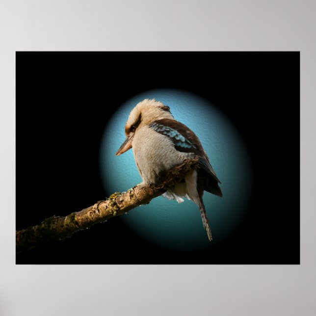 Kookaburra i fokus poster (Framsidan)