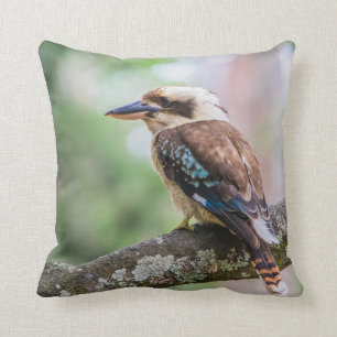 Kookaburra i gren kudde