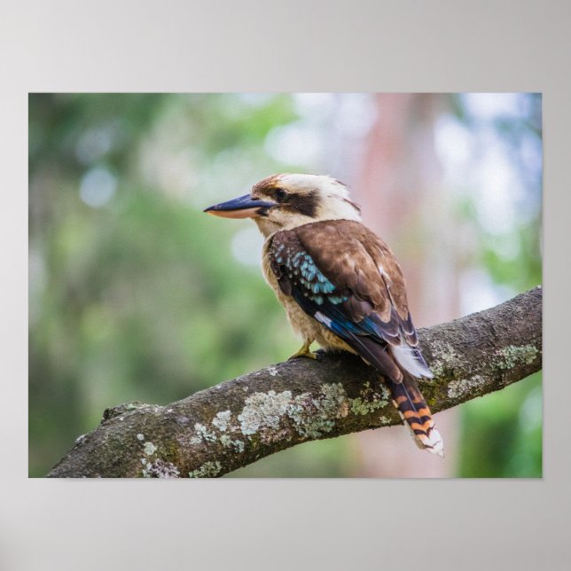 Kookaburra i gren poster (Framsidan)