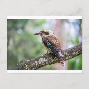 Kookaburra i gren vykort