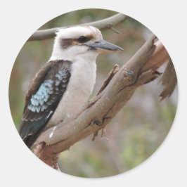 Kookaburra i Gum Träd - Runt Klistermärke