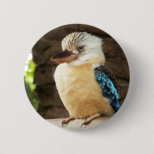 Kookaburra Knapp (Framsida)