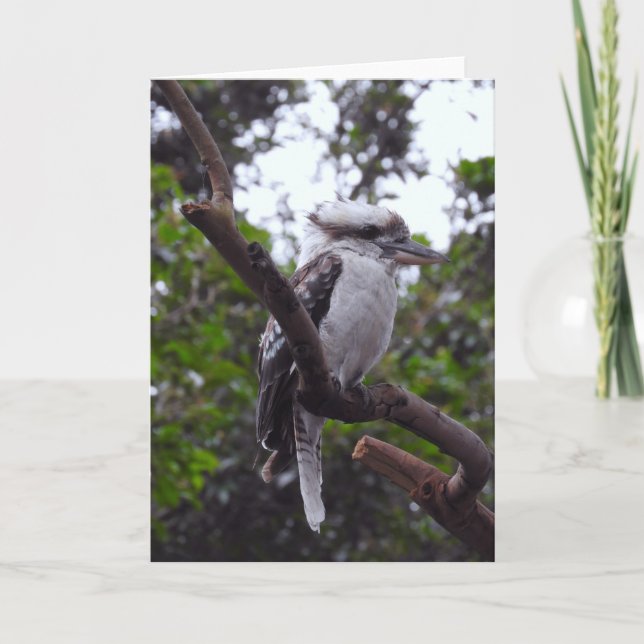 Kookaburra Kort (Framsida)