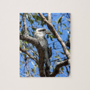 KOOKABURRA LANTLIGA QUEENSLAND AUSTRALIEN PUSSEL
