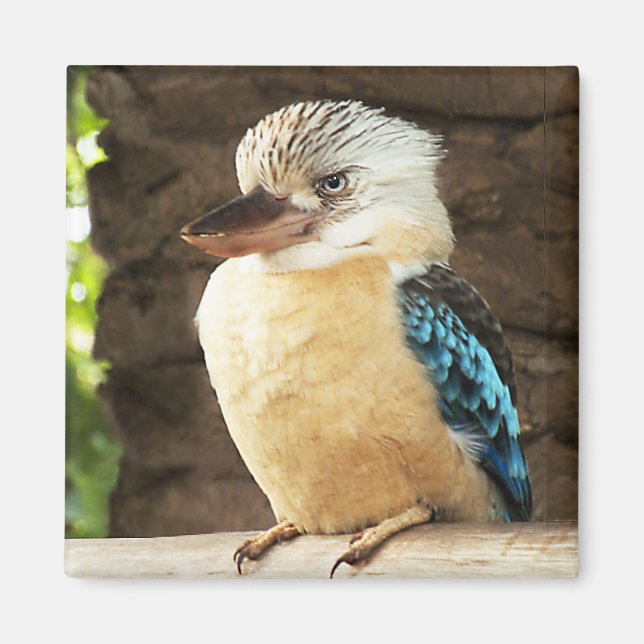 Kookaburra Magnet (Framsidan)