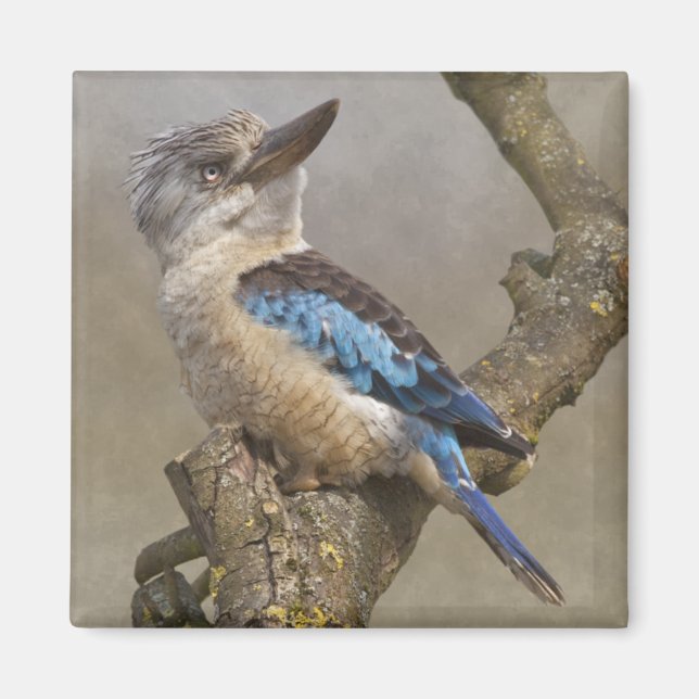 Kookaburra Magnet (Framsidan)
