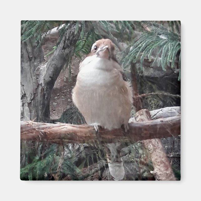 Kookaburra Magnet (Framsidan)