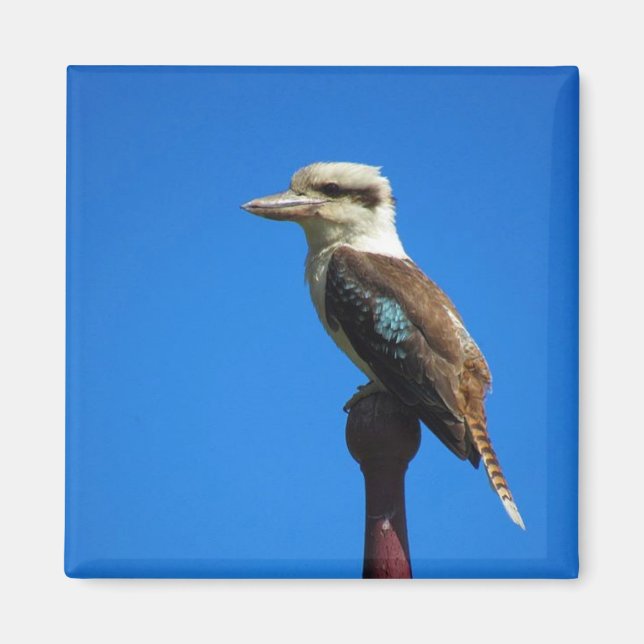 kookaburra magnet (Framsidan)