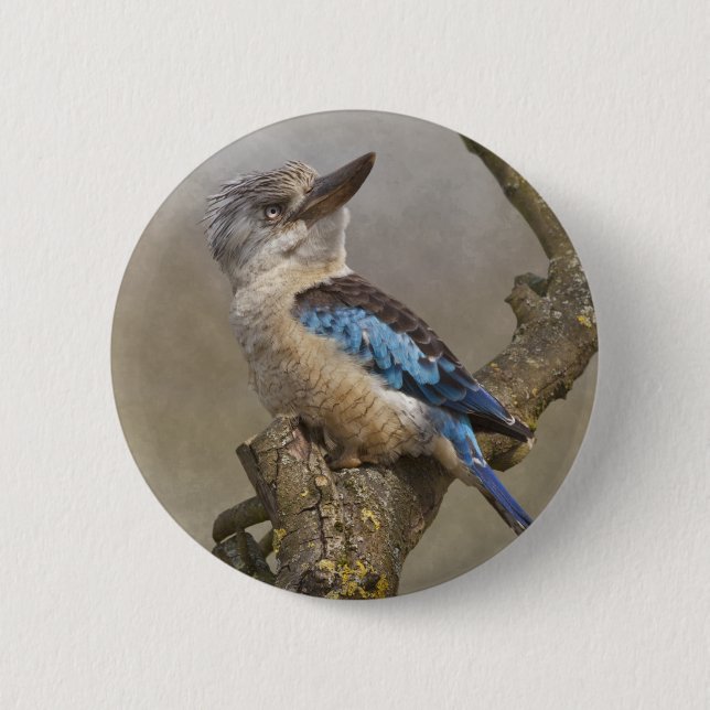 Kookaburra-märke Knapp (Framsida)