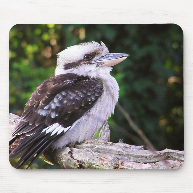 Kookaburra Mousepad Musmatta (Framsidan)