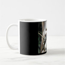 Kookaburra Mugg