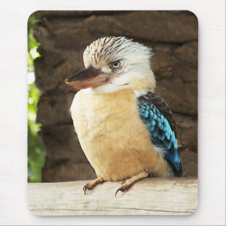 Kookaburra Musmatta