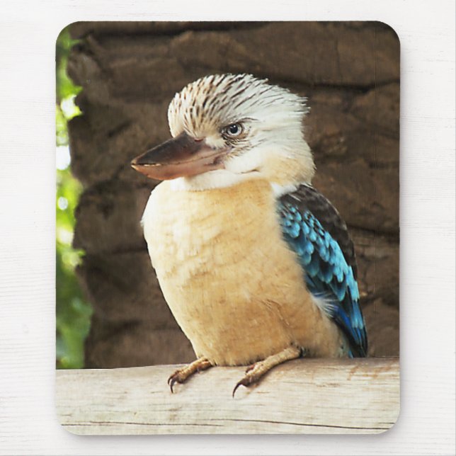 Kookaburra Musmatta (Framsidan)